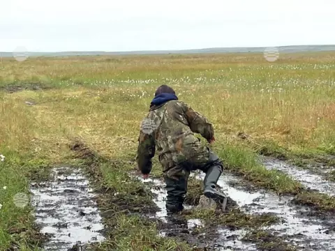 Бованенково, лето