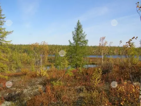 Бованенково, весна