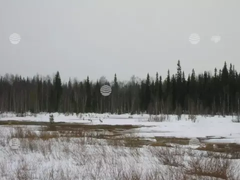 Малая Пера, весна