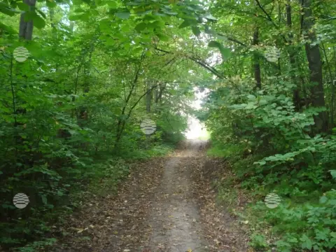 р. Сура, лето