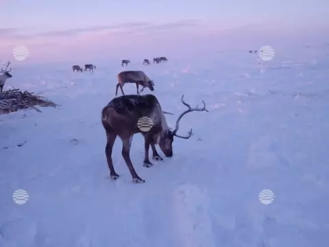 Ямбург, зима